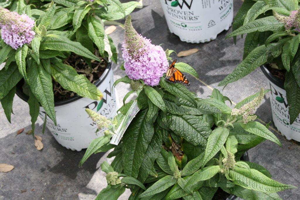 Buddleia Dwarf Butterfly Bush
